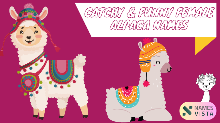 Catchy & Funny Female Alpaca Names