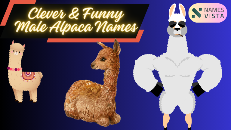 Clever & Funny Male Alpaca Names