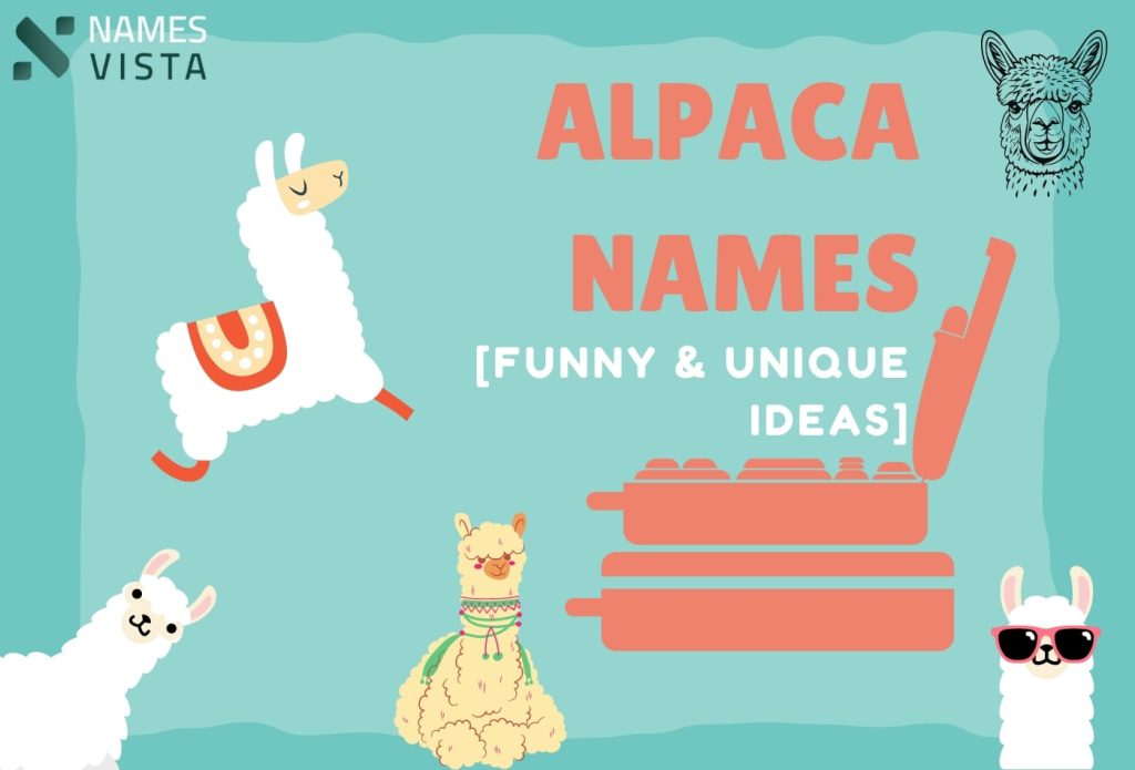 alpaca names funny