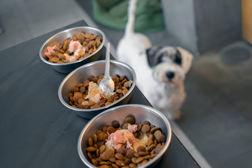 Top 6 Factors to Consider When Purchasing Pet Food