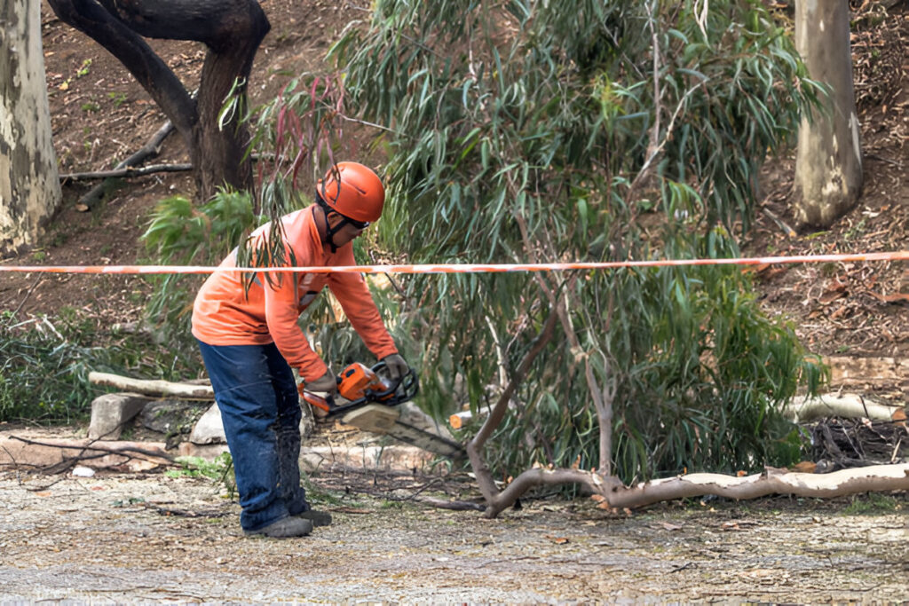 Safe and Expert Tree Removal